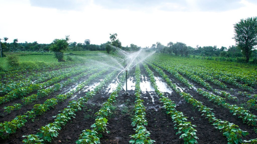 A green field with rows of crops being watered by an automatic sprinkler irrigation system. Water sprays over the plants, creating a misty effect. The field extends into the distance under a cloudy sky